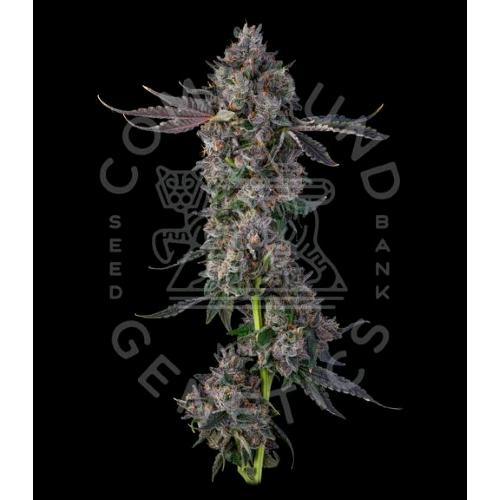 COMPOUND GENETICS - CANDY PACKZ FEM - 7 SEMI
