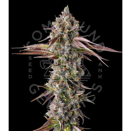 COMPOUND GENETICS - STRAWBERRY SKRILLA FEM - 7 SEMI