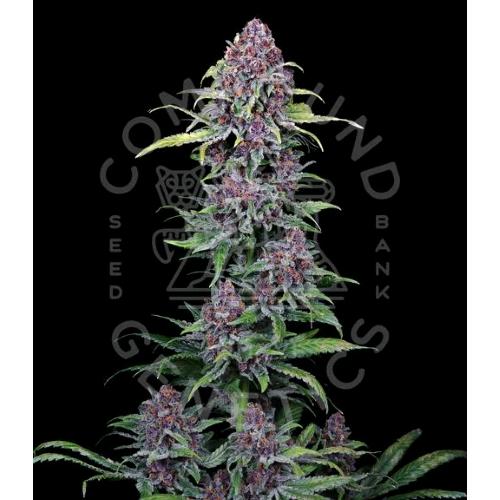 COMPOUND GENETICS - NYC VAPOR FEM - 7 SEMI