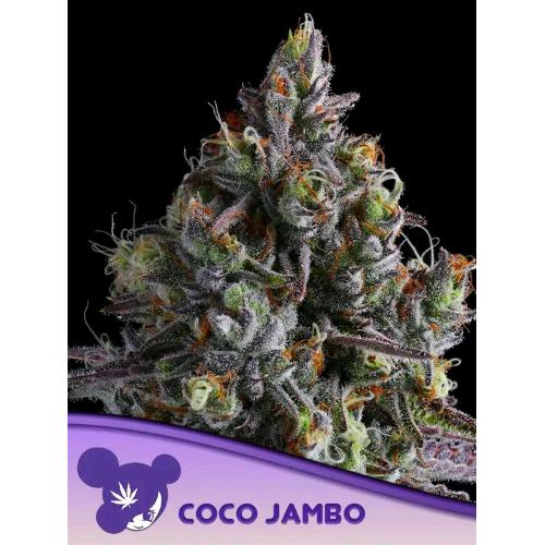 ANESIA SEEDS - COCO JAMBO FEM - 25 SEMI