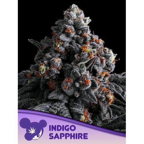 ANESIA SEEDS - INDIGO SAPPHIRE FEM - 25 SEMI