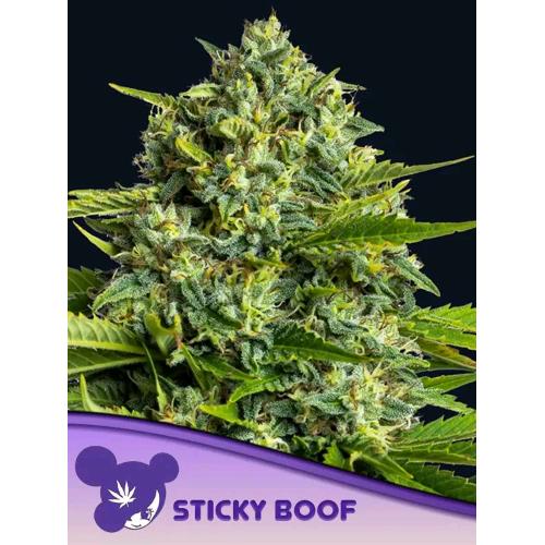 ANESIA SEEDS - STICKY BOOF FEM - 3 SEMI