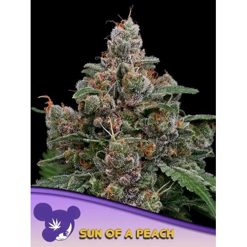 ANESIA SEEDS - SUN OF A PEACH FEM - 25 SEMI