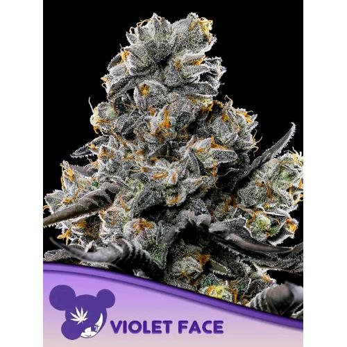 ANESIA SEEDS - VIOLET FACE FEM - 10 SEMI