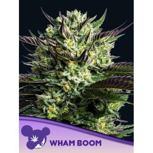 ANESIA SEEDS - WHAM BOOM FEM - 3 SEMI