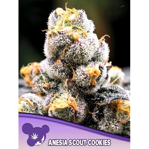 ANESIA SEEDS - ANESIA SCOUT COOKIES FEM - 25 SEMI