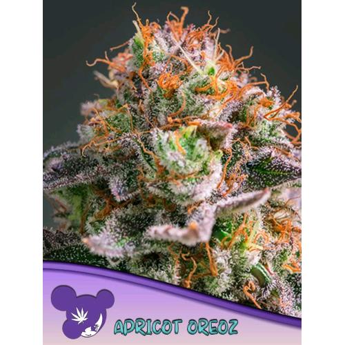 ANESIA SEEDS - APRICOT OREOZ FEM - 5 SEMI