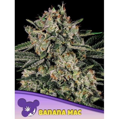 ANESIA SEEDS - BANANA MAC FEM - 25 SEMI