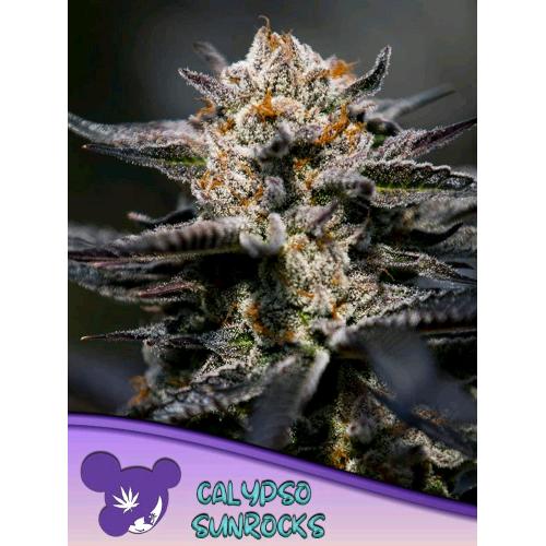 ANESIA SEEDS - CALYPSO SUNROCKS FEM - 25 SEMI