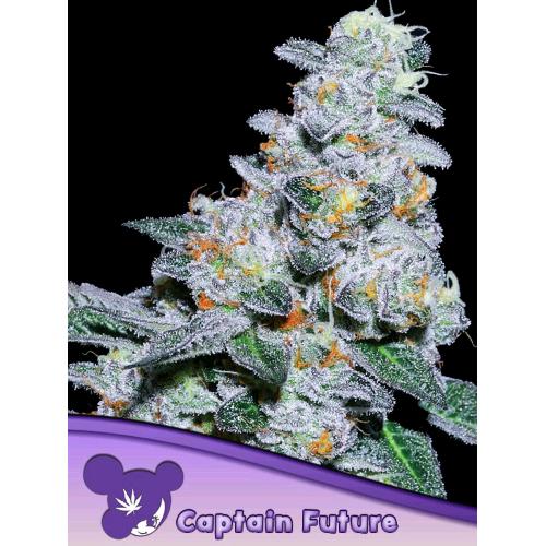 ANESIA SEEDS - CAPTAIN FUTURE FEM - 25 SEMI