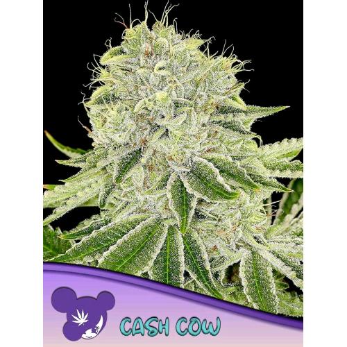 ANESIA SEEDS - CASH COW FEM - 3 SEMI