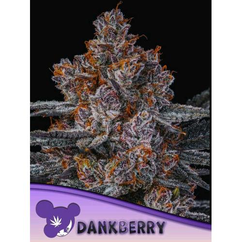 ANESIA SEEDS - DANKBERRY FEM - 25 SEMI