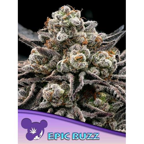 ANESIA SEEDS - EPIC BUZZ FEM - 5 SEMI