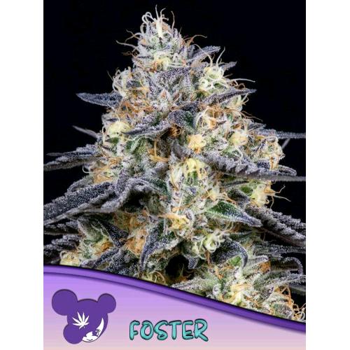 ANESIA SEEDS - FOSTER FEM - 5 SEMI
