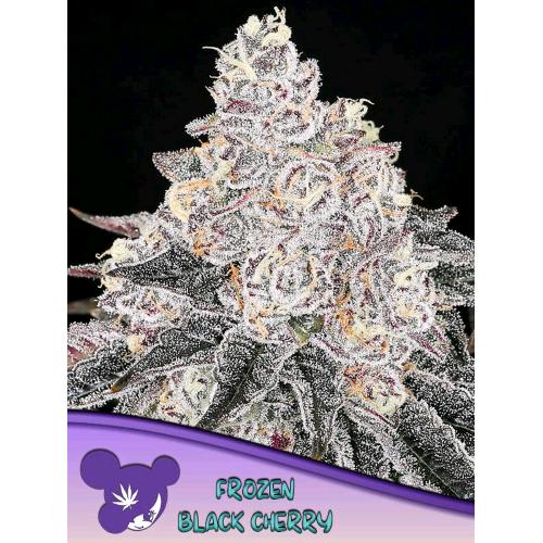 ANESIA SEEDS - FROZEN BLACK CHERRY FEM - 5 SEMI
