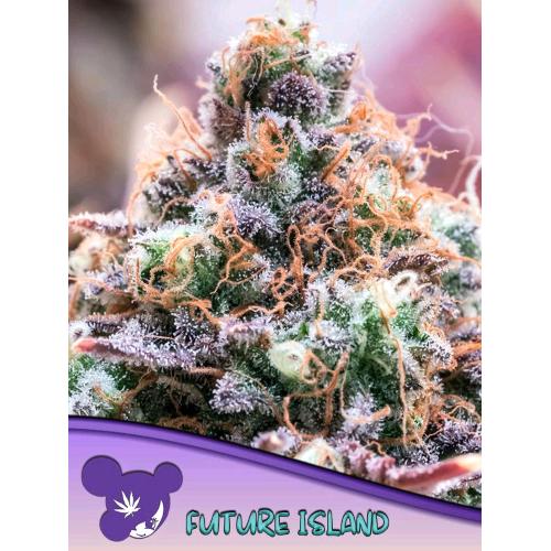 ANESIA SEEDS - FUTURE ISLAND FEM - 3 SEMI