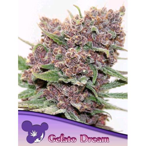 ANESIA SEEDS - GELATO DREAM FEM - 3 SEMI