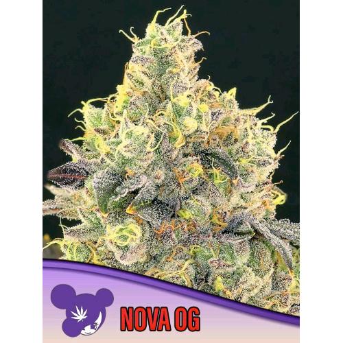 ANESIA SEEDS - NOVA OG FEM - 25 SEMI