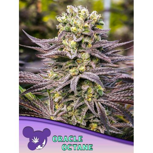 ANESIA SEEDS - ORACLE OCTANE FEM - 25 SEMI