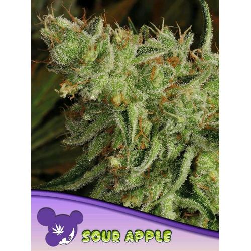 ANESIA SEEDS - SOUR APPLE FEM - 25 SEMI