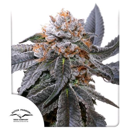 DUTCH PASSION - BLUE ZUSHI FEM - 10 SEMI