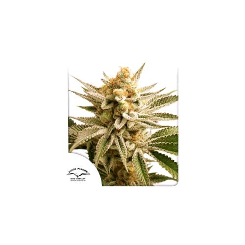 DUTCH PASSION - LEMON Z FEM - 5 SEMI