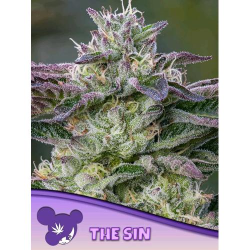 ANESIA SEEDS - THE SIN FEM - 25 SEMI