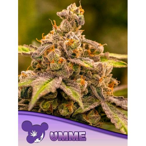 ANESIA SEEDS - UMME FEM - 25 SEMI