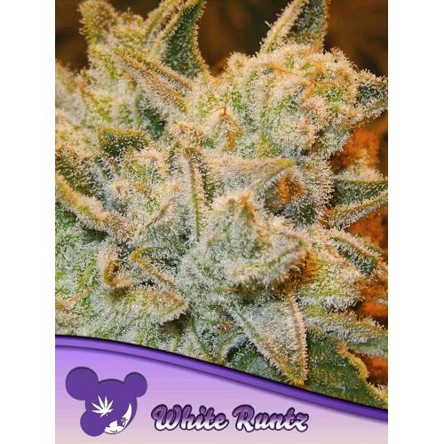 ANESIA SEEDS - WHITE RUNTZ FEM - 25 SEMI