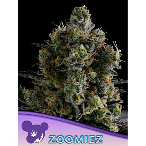 ANESIA SEEDS - ZOOMIEZ FEM - 25 SEMI