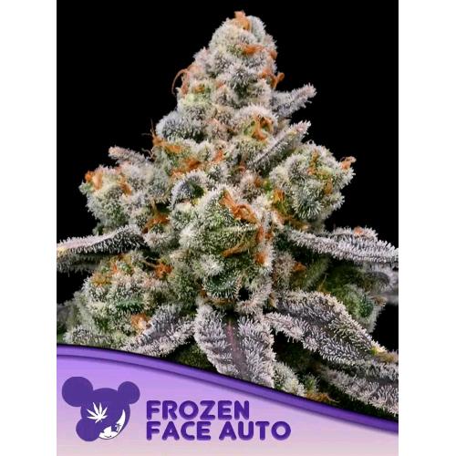 ANESIA SEEDS - FROZEN FACE AUTO - 10 SEMI