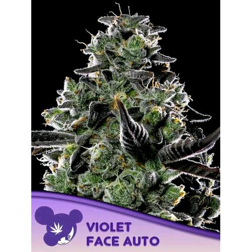 ANESIA SEEDS - VIOLET FACE AUTO - 3 SEMI