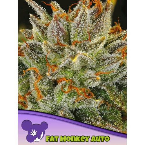 ANESIA SEEDS - FAT MONKEY AUTO - 3 SEMI