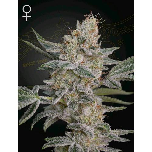 GREEN HOUSE - SUPER LEMON HAZE X RS11 - 5 SEMI