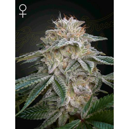 GREEN HOUSE - SUPER LEMON HAZE X GMO - 10 SEMI