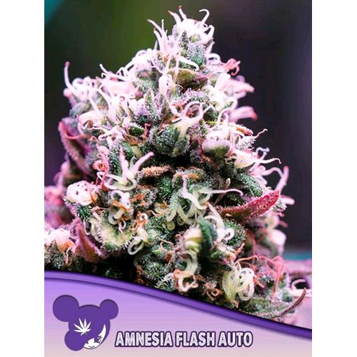 ANESIA SEEDS - AMNESIA FLASH AUTO - 3 SEMI