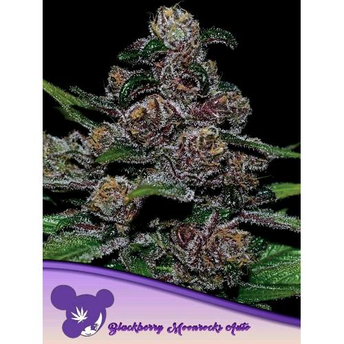 ANESIA SEEDS - AUTO BLACKBERRY MOONROCKS - 10 SEMI