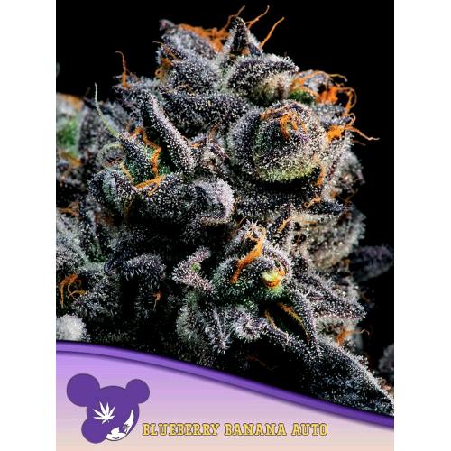 ANESIA SEEDS - AUTO BLUEBERRY BANANA - 10 SEMI
