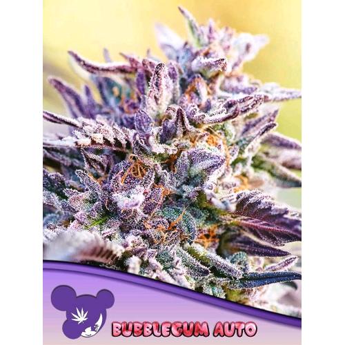 ANESIA SEEDS - AUTO BUBBLEGUM - 25 SEMI