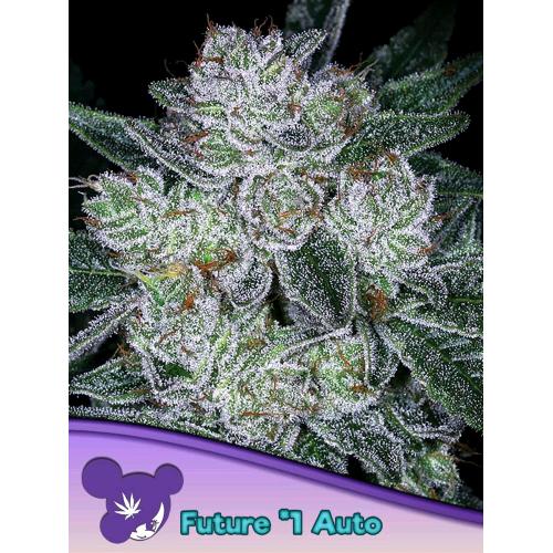 ANESIA SEEDS - AUTO FUTURE #1 - 10 SEMI