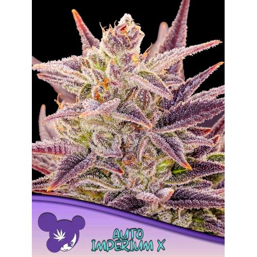 ANESIA SEEDS - AUTO IMPERIUM X - 25 SEMI