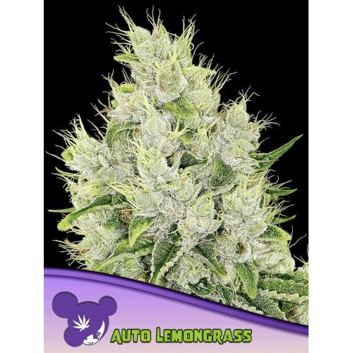 ANESIA SEEDS - AUTO LEMONGRASS - 25 SEMI