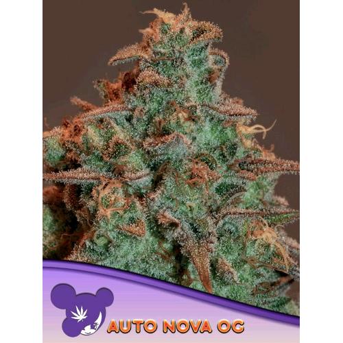ANESIA SEEDS - AUTO NOVA OG - 25 SEMI