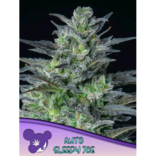 ANESIA SEEDS - AUTO SLEEPY JOE - 25 SEMI