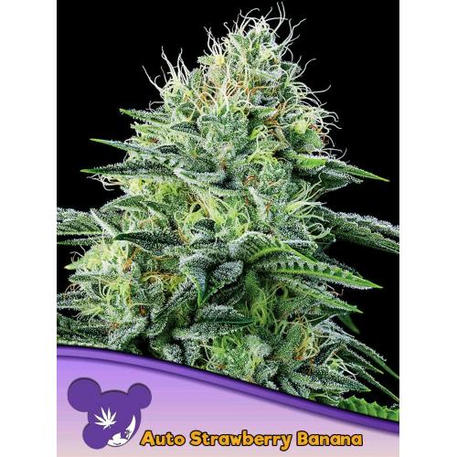 ANESIA SEEDS - AUTO STRAWBERRY BANANA - 25 SEMI