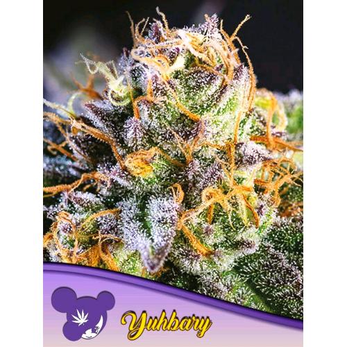 ANESIA SEEDS - AUTO YUHBARY - 5 SEMI