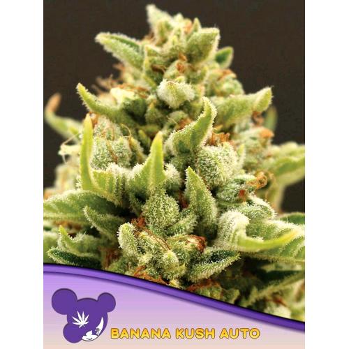 ANESIA SEEDS - BANANA KUSH AUTO - 25 SEMI