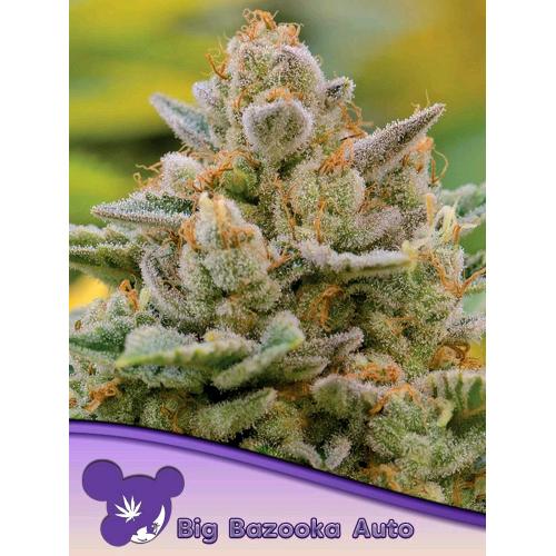ANESIA SEEDS - BIG BAZOOKA AUTO - 25 SEMI