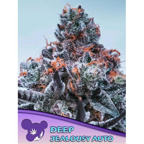 ANESIA SEEDS - DEEP JEALOUSY AUTO - 25 SEMI
