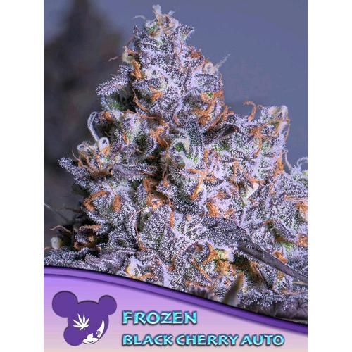 ANESIA SEEDS - FROZEN BLACK CHERRY AUTO - 25 SEMI